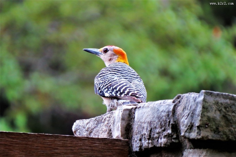 森林医生之啄木鸟图片