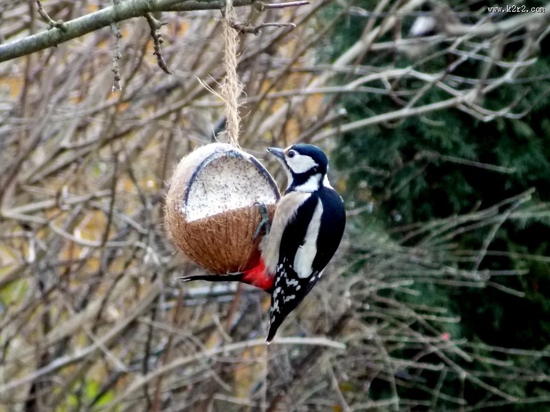 啄木鸟高清图片大全