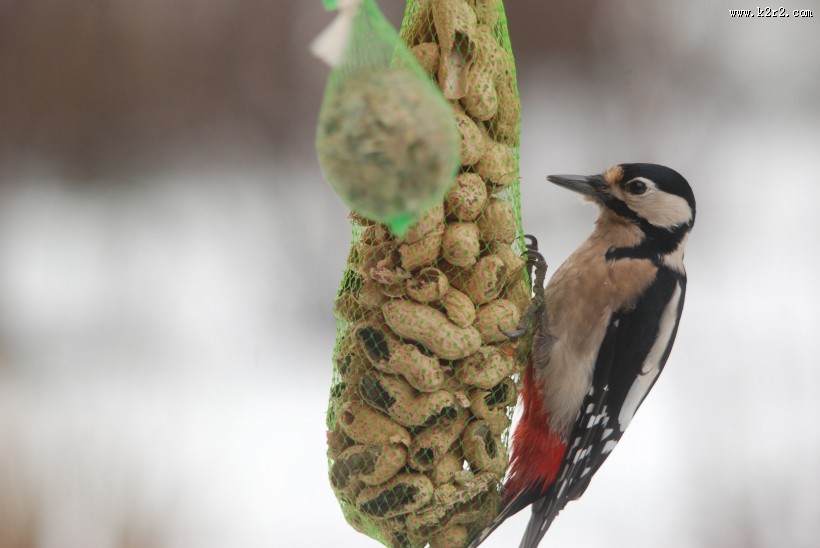 啄木鸟高清图片大全