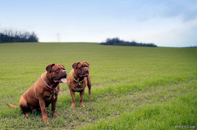 在草地玩耍的波尔多犬图片