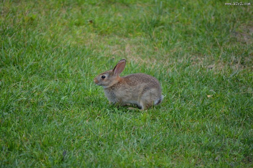 一只野生兔子图片