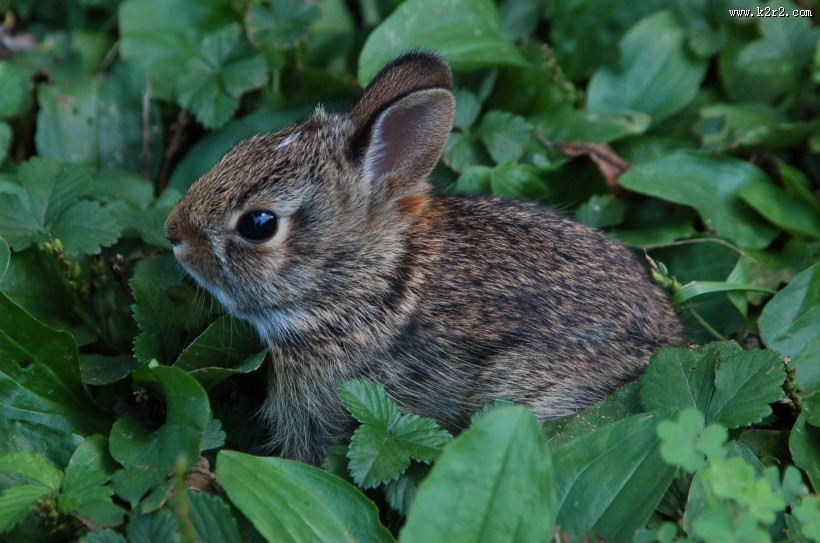 一只野生兔子图片