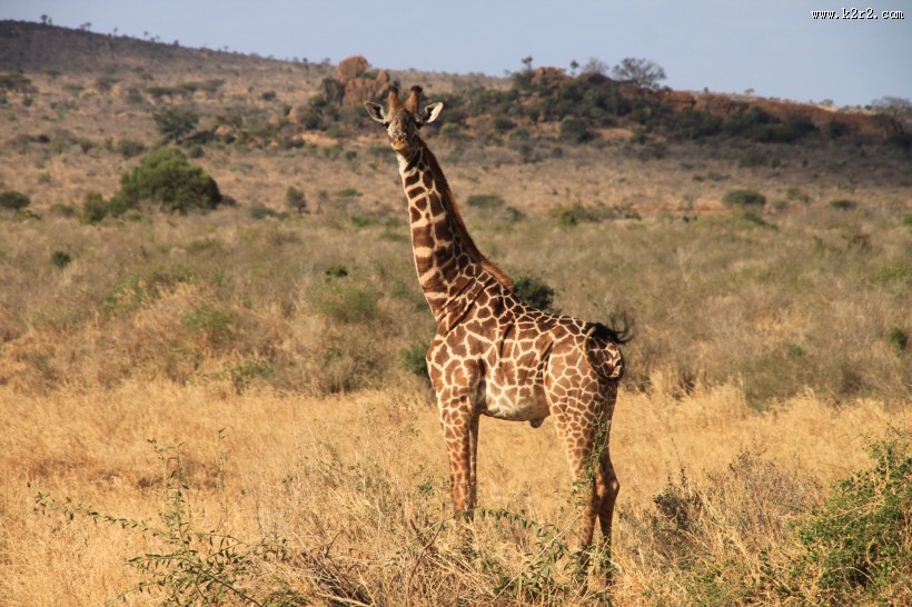 世界最高动物长颈鹿图片