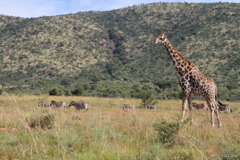 世界最高动物长颈鹿图片