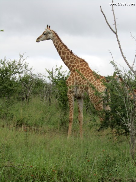 世界最高动物长颈鹿图片