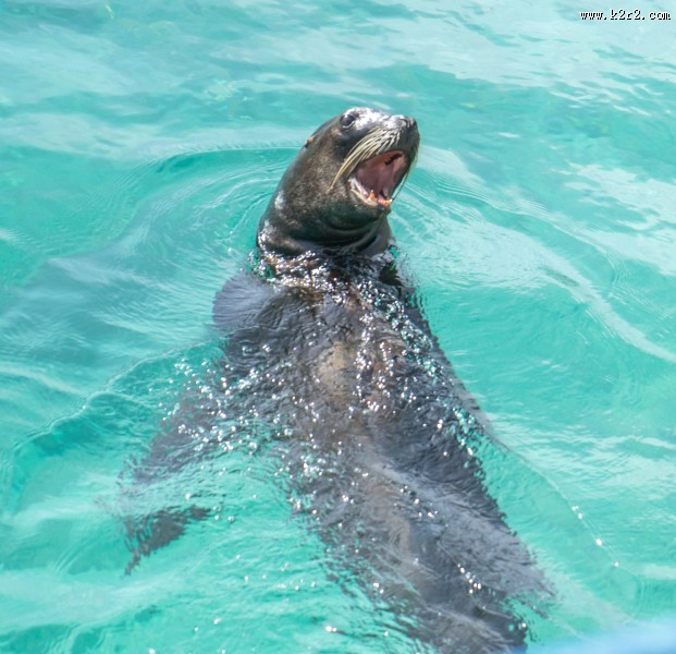 水中的海狮图片