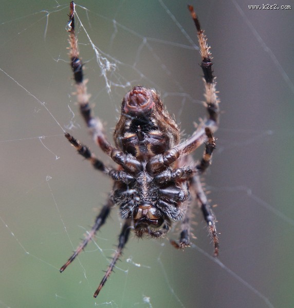 蜘蛛微距图片