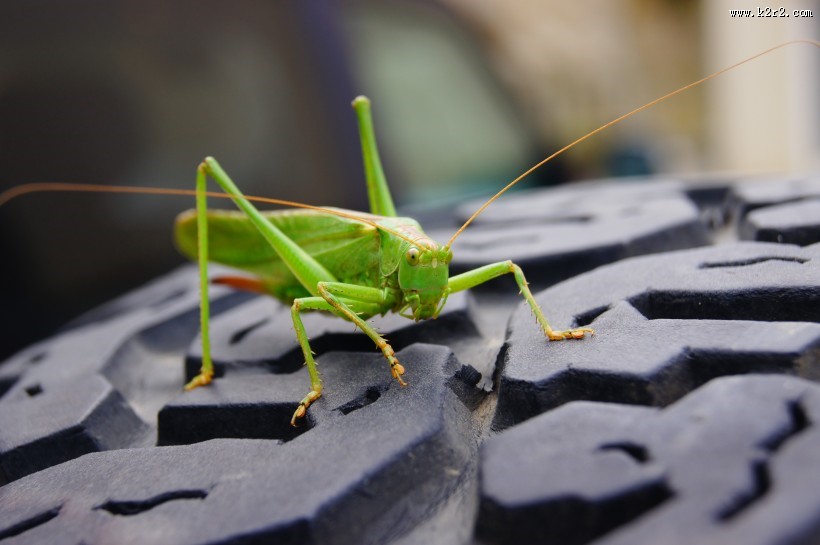 一只蚱蜢高清图片