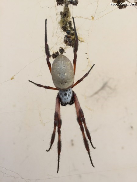 一只蜘蛛高清图片