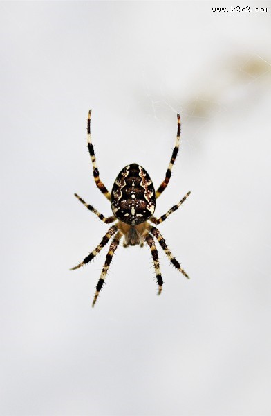 一只蜘蛛高清图片
