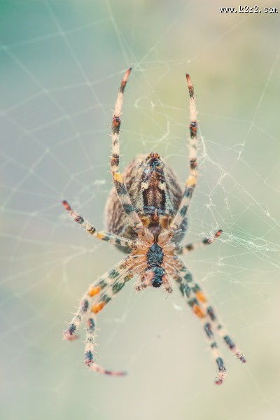 一只蜘蛛高清图片