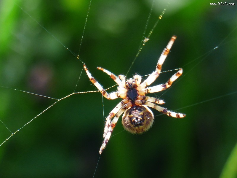 一只蜘蛛高清图片