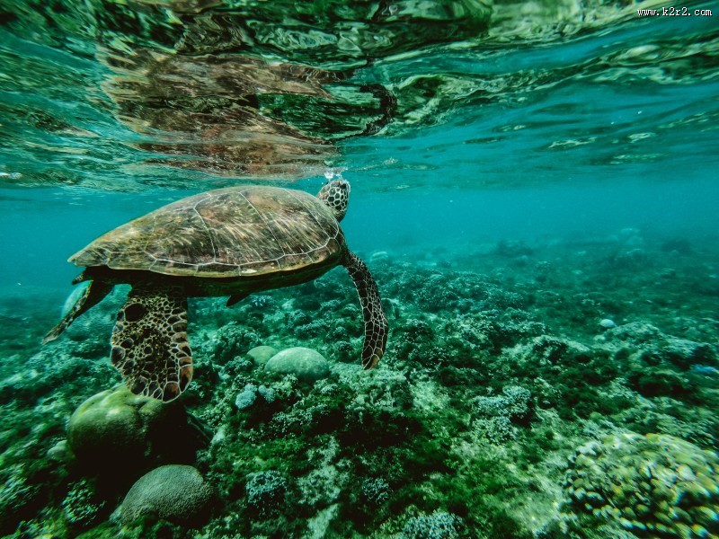 长寿的海龟图片