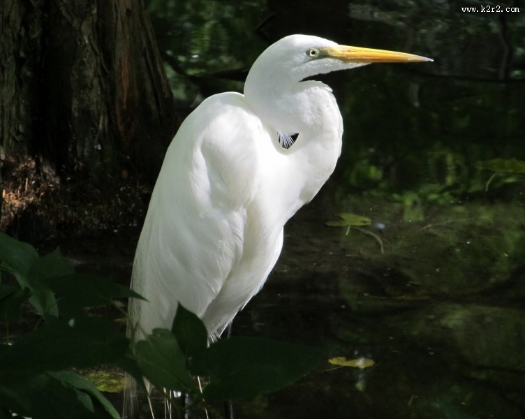 一只洁白的白鹭图片