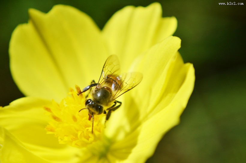 采蜜的小蜜蜂图片大全