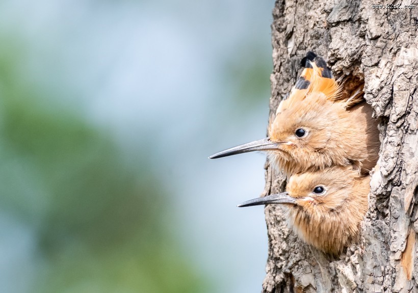 戴胜鸟盼亲归图片