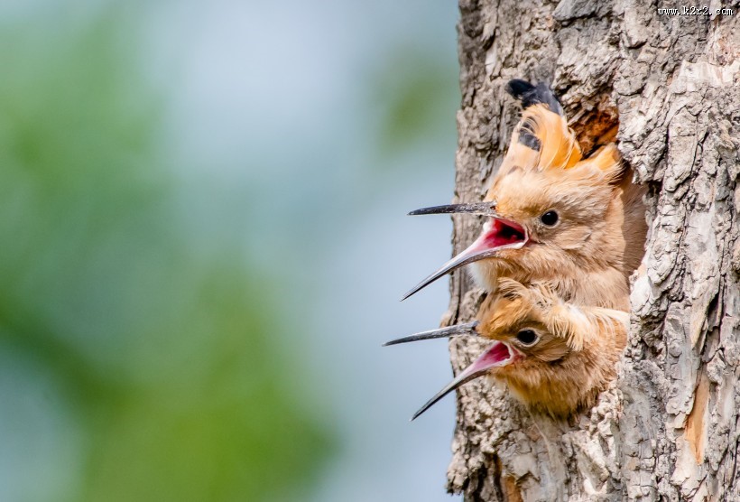 戴胜鸟盼亲归图片