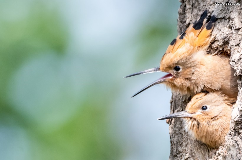戴胜鸟盼亲归图片