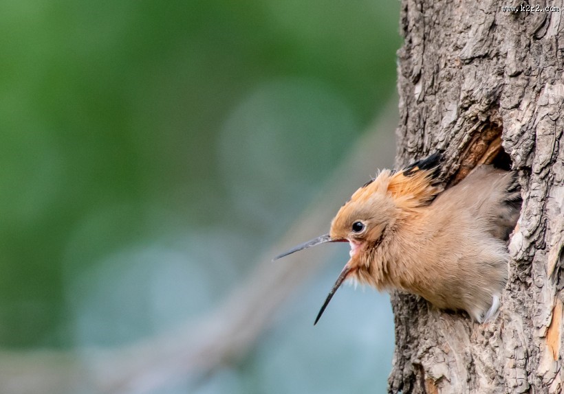 戴胜鸟盼亲归图片