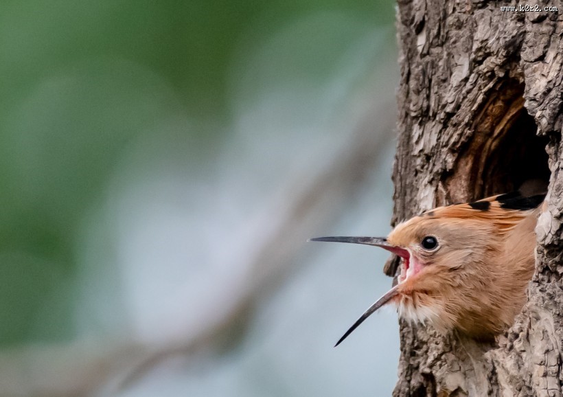 戴胜鸟盼亲归图片