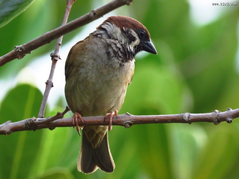 一只娇小的麻雀图片大全