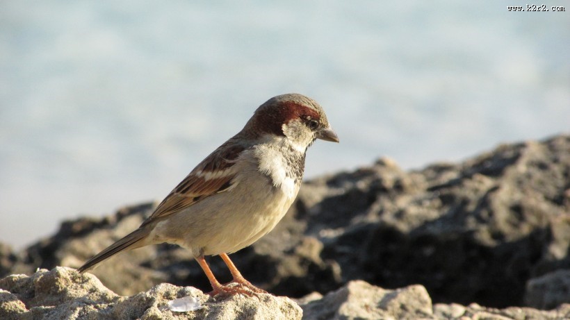 一只娇小的麻雀图片大全