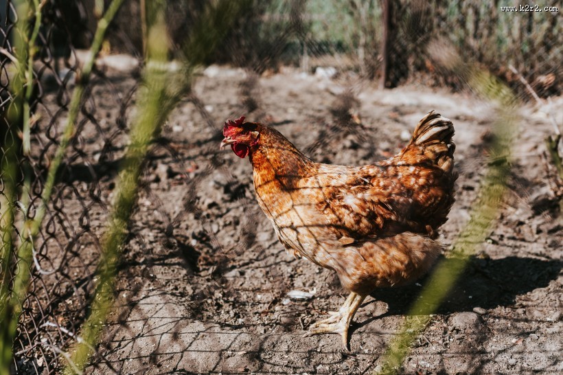 农场里的家禽图片
