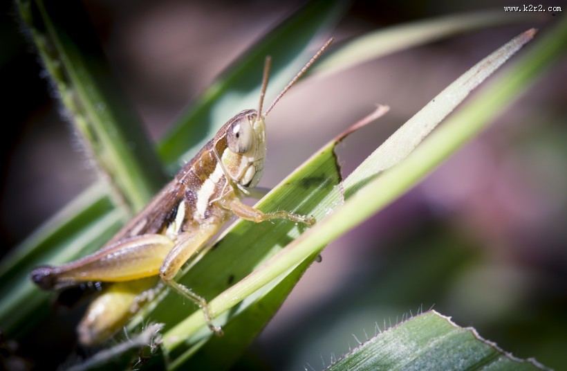 蚱蜢微距摄影图片大全
