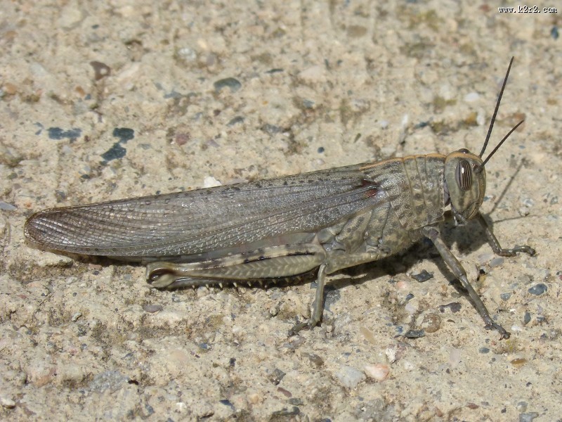 蚱蜢微距摄影图片大全