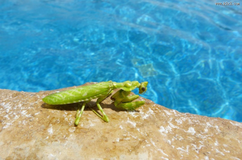 绿色霸道的螳螂图片