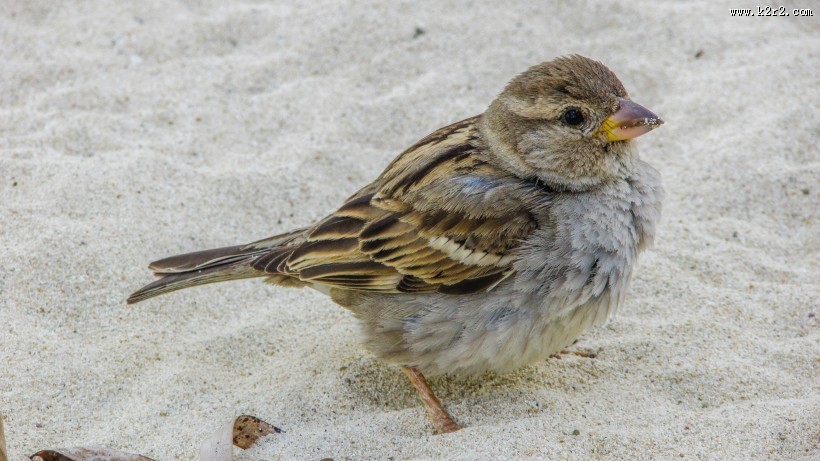 一只小巧玲珑的麻雀图片