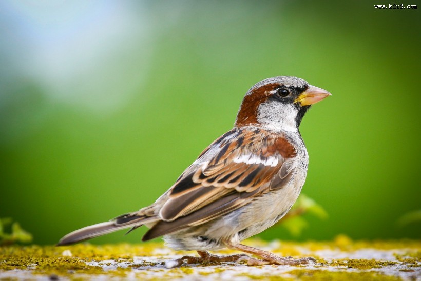一只小巧玲珑的麻雀图片