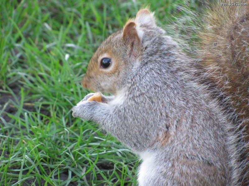 灰色的小松鼠图片