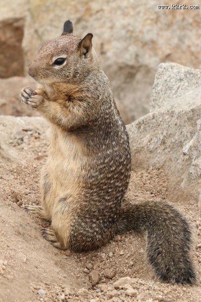 灰色的小松鼠图片