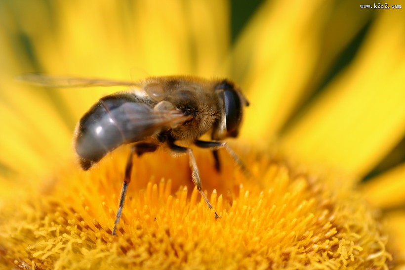 向日葵上的蜜蜂图片大全