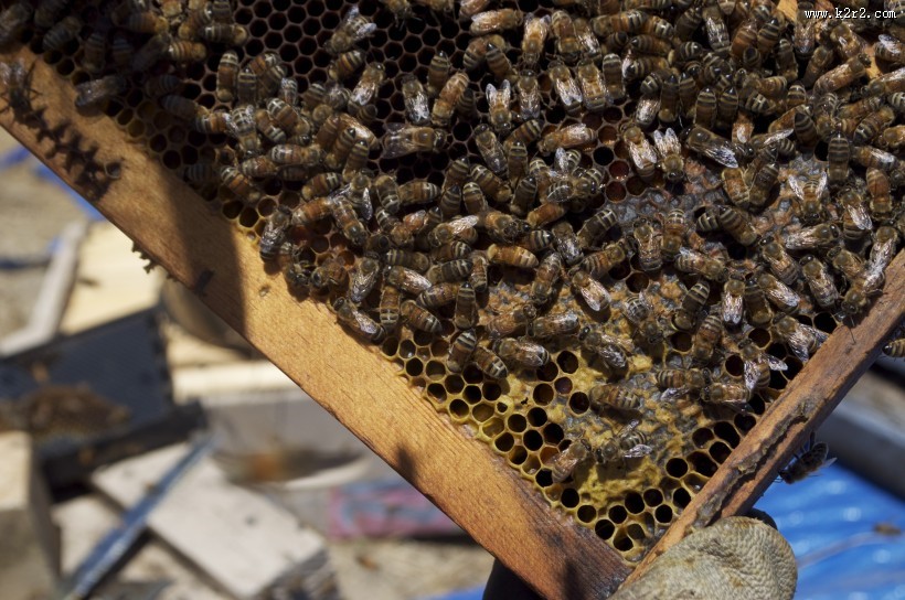 蜂箱里的蜜蜂图片