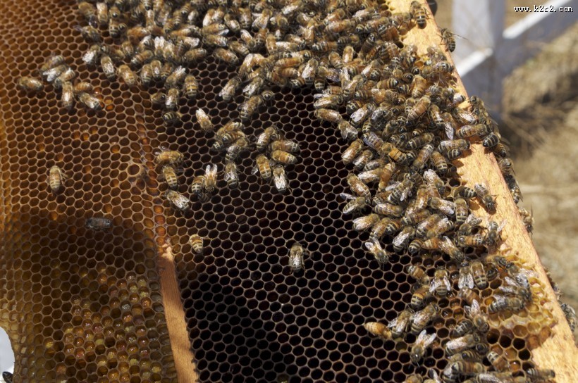 蜂箱里的蜜蜂图片