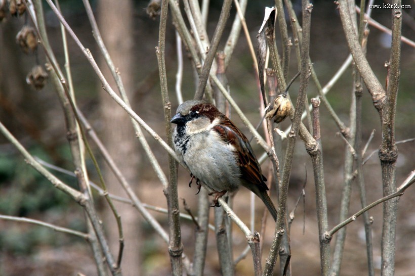 一只娇小的麻雀图片