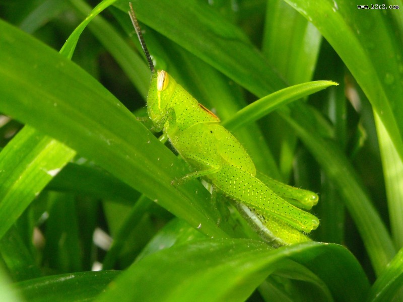 蚱蜢微距摄影图片