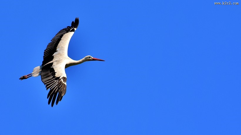 飞翔的拨浪鼓鹳图片大全
