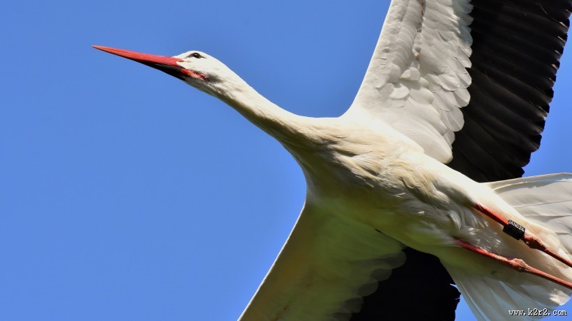 飞翔的拨浪鼓鹳图片大全