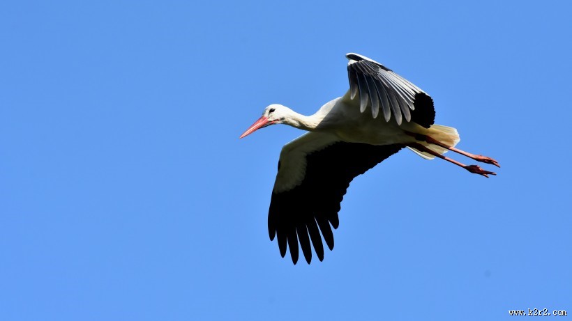 飞翔的拨浪鼓鹳图片大全