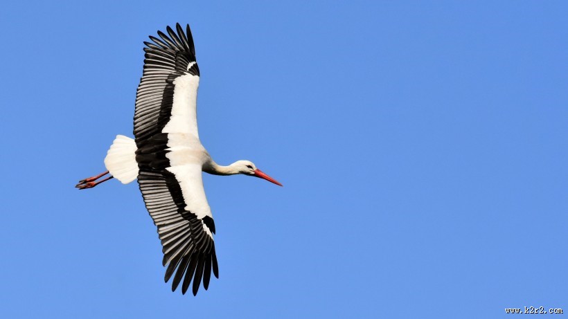 飞翔的拨浪鼓鹳图片大全