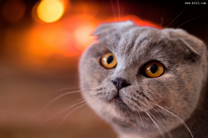 萌宠苏格兰折耳猫图片