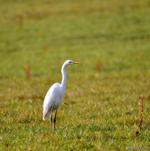 洁白的白鹭图片大全