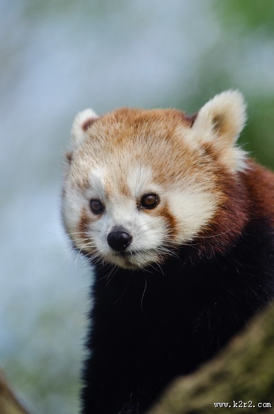 树干上的小熊猫图片