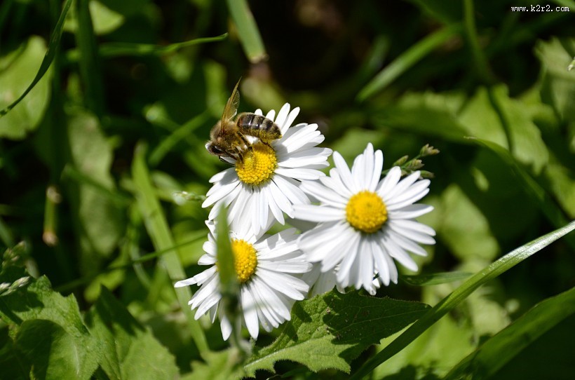 采蜜的小蜜蜂图片大全