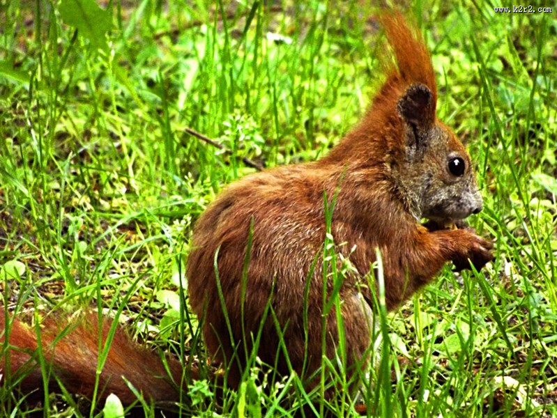红褐色的小松鼠图片大全