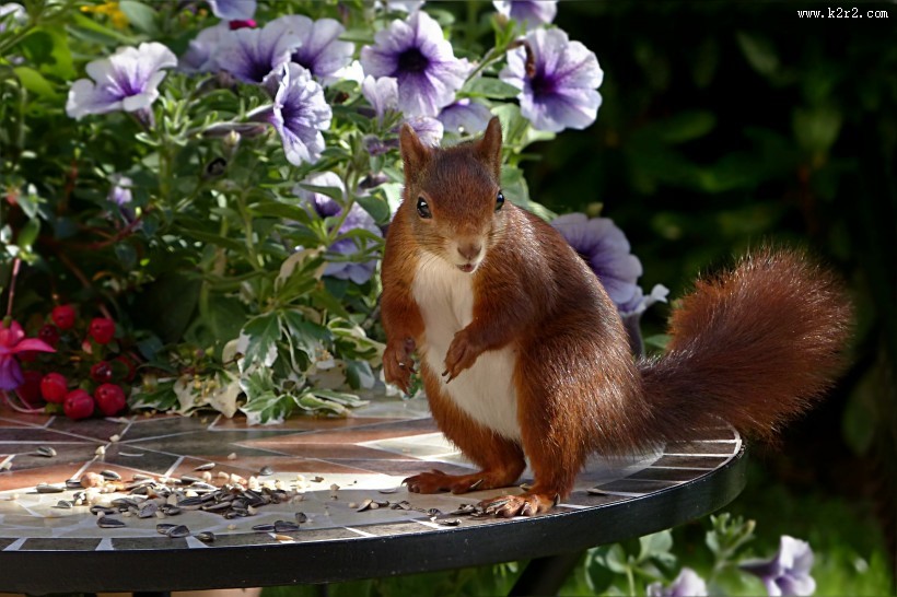 红褐色的小松鼠图片大全
