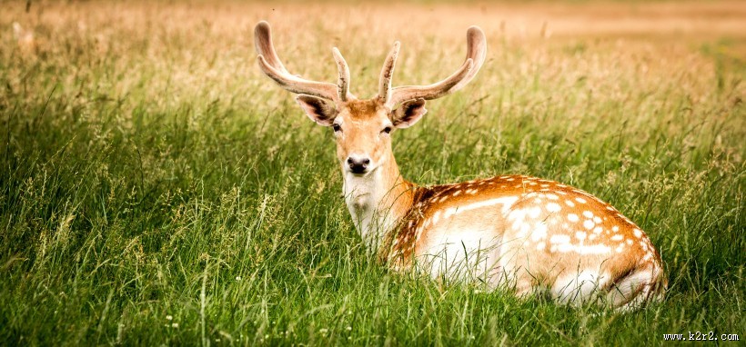 可爱的梅花鹿图片